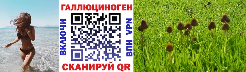 купить наркоту  Вышний Волочёк  Псилоцибиновые грибы Psilocybe 